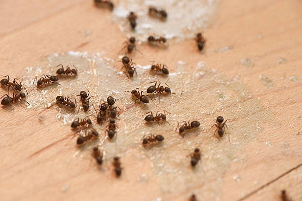 Best Exterminator Services  in Waipahu, HI