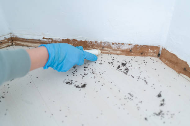 Best Wasp Removal Services  in Waipahu, HI